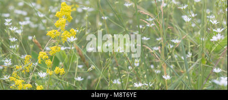 Background with white flowers at green meadow Stock Photo