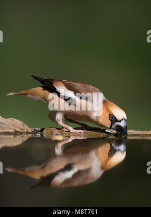 Drinkend mannetje Appelvink; Hawfinch male drinking Stock Photo