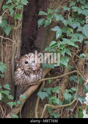 Bosuil; Tawny Owl; Strix aluco Stock Photo