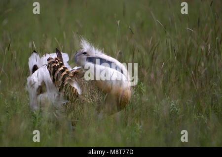 Adulte Grote Trap baltsend, Great Bustard adult displaying Stock Photo