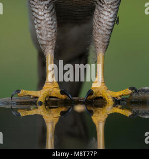 Poten van een Havik; Goshawk claws Stock Photo