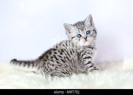 Young black silver tabby cat sitting on sheepskin