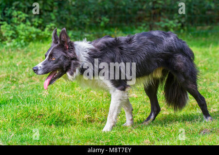 Close up border collie dog walking in green meadow Stock Photo