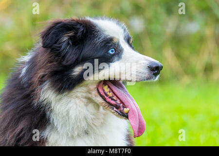 Close up head of border collie dog in nature Stock Photo