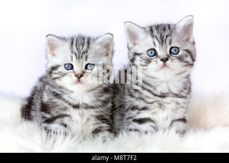 Close up two silver tabby kittens on fur Stock Photo