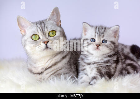 Mother cat lying with young kitten on sheep fur Stock Photo