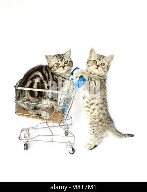 Two young cats with shopping cart isolated on white background Stock Photo