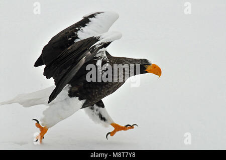 Stellers Sea-eagle flying; Steller-zeearend vliegend Stock Photo