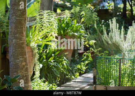 A vegetable patch with Rosemary and other herbs growing surrounded by a hardwood border and a stone path in a Sydney backyard Stock Photo