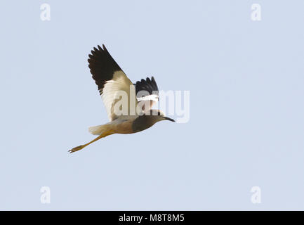 Volwassen Witstaartkievit in vlucht; Adult White-tailed Lapwing (Vanellus leucurus) in flight Stock Photo
