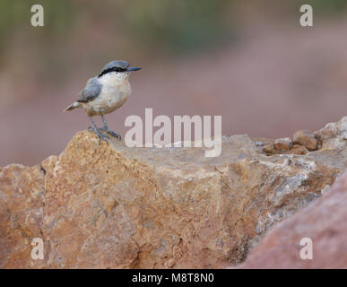 Rotsklever; Western Rock Nuthatch (Sitta neumayer) Stock Photo