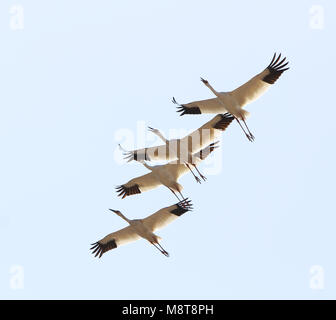 Ernstig bedreigde Siberische Witte Kraanvogels in Chinese overwinteringsgebied; CRITICALLY ENDANGERED Siberian Cranes (Leucogeranus leucogeranus) in C Stock Photo