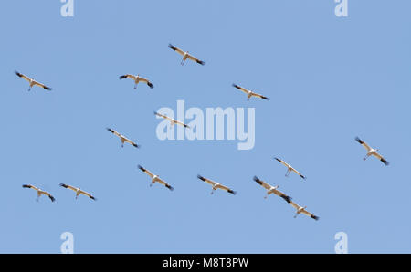 Ernstig bedreigde Siberische Witte Kraanvogels in Chinese overwinteringsgebied; CRITICALLY ENDANGERED Siberian Cranes (Leucogeranus leucogeranus) in C Stock Photo
