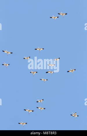 Ernstig bedreigde Siberische Witte Kraanvogels in Chinese overwinteringsgebied; CRITICALLY ENDANGERED Siberian Cranes (Leucogeranus leucogeranus) in C Stock Photo