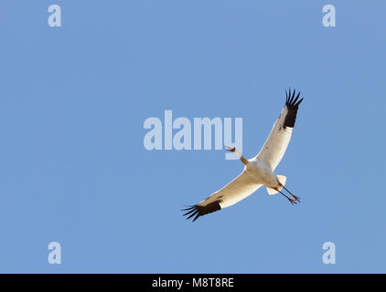 Ernstig bedreigde Siberische Witte Kraanvogels in Chinese overwinteringsgebied; CRITICALLY ENDANGERED Siberian Cranes (Leucogeranus leucogeranus) in C Stock Photo