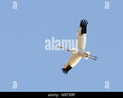 Ernstig bedreigde Siberische Witte Kraanvogels in Chinese overwinteringsgebied; CRITICALLY ENDANGERED Siberian Cranes (Leucogeranus leucogeranus) in C Stock Photo