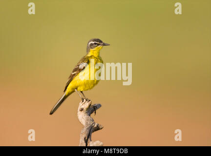 Gele Kwikstaart zittend bovenin tak; Yellow Wagtail perched on top of a branch Stock Photo