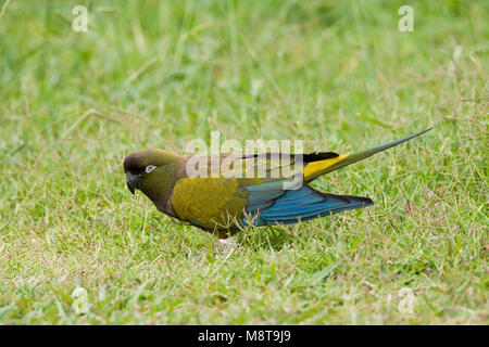 Holenparkiet in het gras; Burrowing Parrot in the grass Stock Photo