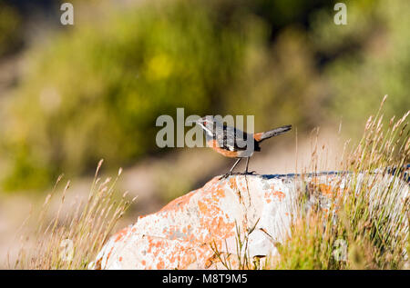 Mannetje Kaapse Rotsspringer; Male Cape Rock-jumper Stock Photo