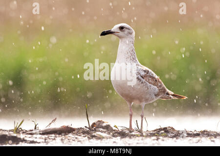 Pontische Meeuw staand in de regen; Caspian Gulls standing in the rain Stock Photo