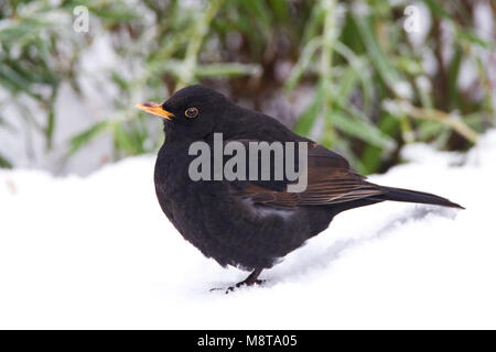 Mannetje Merel in de sneeuw; Male European Blackbird in snow Stock Photo