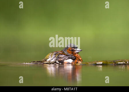 Mannetje Vink badderend bij drinkplaats; Male Common Chaffinch bathing at drinking site Stock Photo