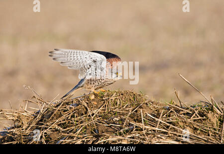 Man Torenvalk opvliegend; Male Common Kestrel flying away Stock Photo