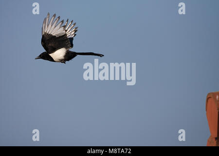 Eurasian Magpie flying, Ekster vliegend Stock Photo
