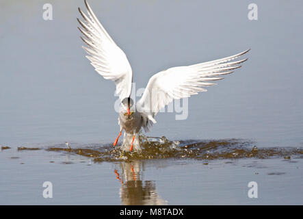 Vissende Visdief; Fishing Common Tern Stock Photo