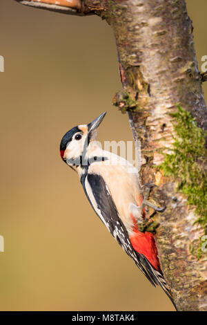 Male Great spotted woodpecker perched on a tree trunk in some gorgeous evening sunlight Stock Photo