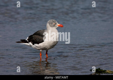 Dolfijnmeeuw, Dolphin Gull, Leucophaeus scoresbii Stock Photo