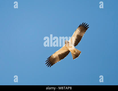 Booted Eagle, Dwergarend, Hieraaetus pennatus Stock Photo