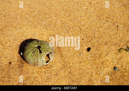 Test (hard shell) of a sea urchin (Echinoidea) over yellow wet sand on the beach. The shell/skeleton is partially broken and has a hole in the shape o Stock Photo