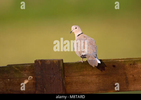 Eurasian Collared Dove perched on wooden fence; Turkse Tortel zittend op houten hek Stock Photo