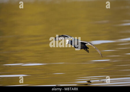 Landende Meerkoet; Eurasian Coot landing Stock Photo