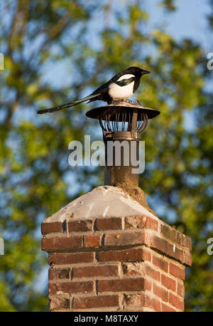 Ekster op schoorsteen; Eurasian Magpie perched on chimney Stock Photo