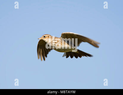 Veldleeuwerik in de vlucht; Eurasian Skylark in flight Stock Photo