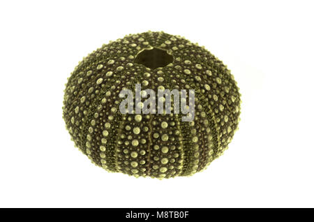 Perspective of the test (hard shell) of a green and regular sea urchin (Echinoidea) isolated over a white background. Plates of ball and socket joints Stock Photo