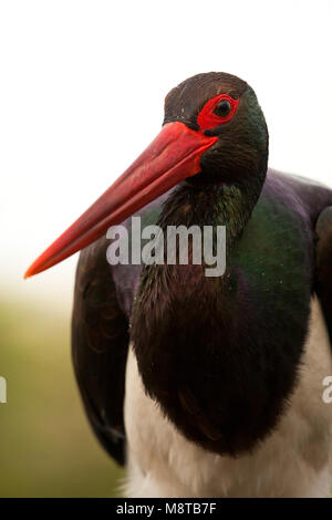 Portret van een Zwarte Ooievaar; Extreme close-up of a Black Stork Stock Photo