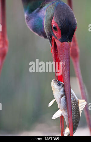 Portret van een vis vangende Zwarte Ooievaar; Extreme close-up of a fishing Black Stork Stock Photo