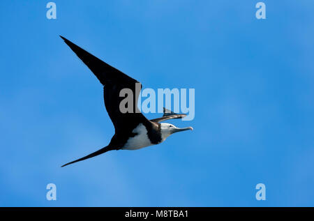 Ascensionfregatvogel, Ascension Frigatebird, Fregata aquila Stock Photo