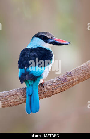 Teugelijsvogel, Blue-breasted Kingfisher, Halcyon malimbica Stock Photo