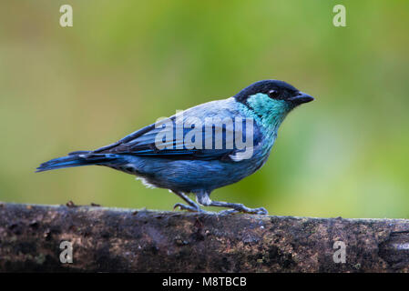 Heines Tangare, Black-capped Tanager, Tangara heinei Stock Photo