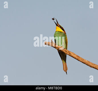Bijeneter zittend op een tak terwijl hij een hommel opgooid; European Bee-eater (Merops apiaster) perched on a branch tossing a prey Stock Photo