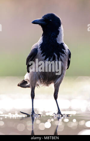 Bonte Kraai staand aan de waterkant met tegenlicht; Hooded Crow standing at the wateredge with backlight Stock Photo