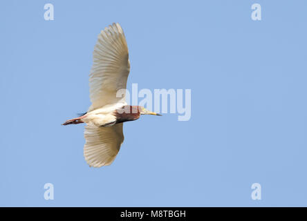 Chinese Ralreiger, Chinese Pond-Heron, Ardeola bacchus Stock Photo