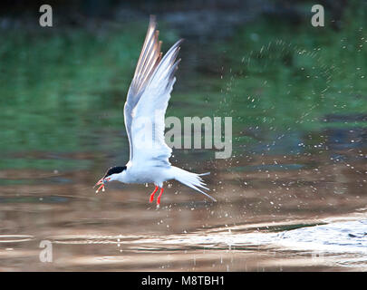 Visdief vissend; Common Tern fishing Stock Photo