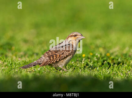 Draaihals zittend op grasveld in Eilat; Eurasian Wryneck standing on a lawn in Israel Stock Photo