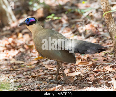 Grote Coua; Giant Coua (Coua gigas) endemic species from Madagascar Stock Photo