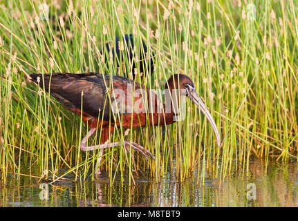 Zwarte Ibis, Glossy Ibis, Plegadis falcinellus Stock Photo
